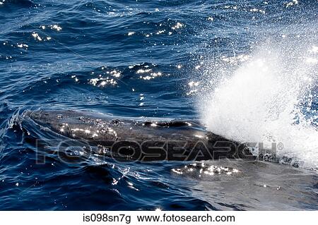 Behavior of Humpback whale. View Large Photo Image Stock Image - Behavior of Humpback whale.. Fotosearch