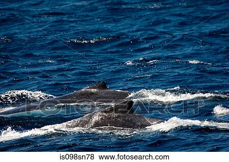 Behavior of Humpback whales View Large Photo Image Stock Photo - Behavior of Humpback whales. Fotosearch