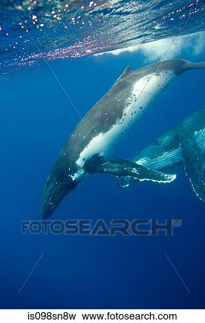 Behavior of Humpback whales View Large Photo Image Stock Photo - Behavior of Humpback whales. Fotosearch