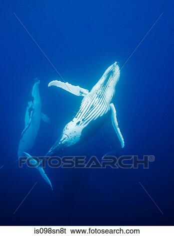 Behavior of Humpback whales View Large Photo Image Stock Photograph - Behavior of Humpback whales. Fotosearch
