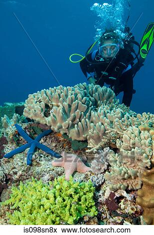 Stock Photo - Coral reef scenic.. Fotosearch