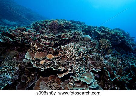 Coral reef scenic. View Large Photo Image Stock Photo - Coral reef scenic.. Fotosearch