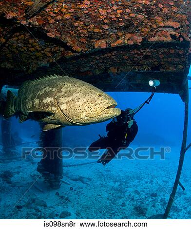 Diver and Goliath grouper. View Large Photo Image Stock Photography - Diver and Goliath grouper.. Fotosearch