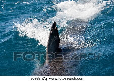 Dorsal fin of Great White Shark. View Large Photo Image Stock Photography - Dorsal fin of Great White Shark.. Fotosearch