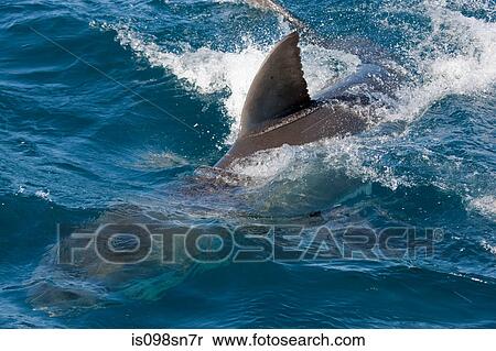 Dorsal fin of Great White Shark. View Large Photo Image Stock Photography - Dorsal fin of Great White Shark.. Fotosearch