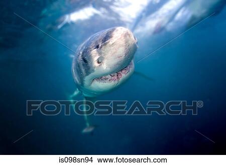 Picture - Great White Shark. Fotosearch