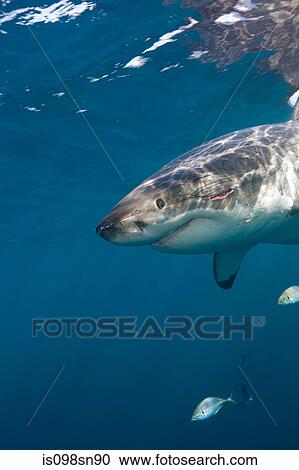 Great White Shark. View Large Photo Image Stock Image - Great White Shark.. Fotosearch