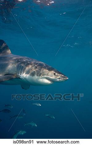 Great White Shark. View Large Photo Image Stock Image - Great White Shark.. Fotosearch