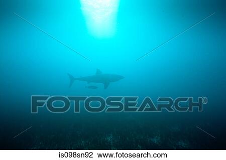 Stock Image - Great White Shark. Fotosearch