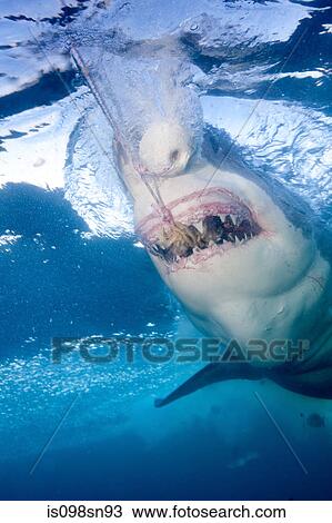 Great White Shark View Large Photo Image Stock Image - Great White Shark. Fotosearch