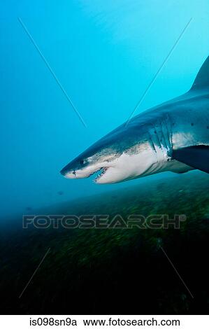 Stock Image - Great White Shark. Fotosearch