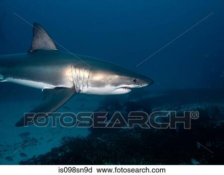 Great White Shark View Large Photo Image Stock Image - Great White Shark. Fotosearch