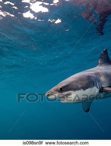 Great White Shark View Large Photo Image Stock Image - Great White Shark. Fotosearch
