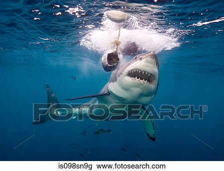Great White Shark View Large Photo Image Stock Image - Great White Shark. Fotosearch