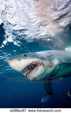 Great White Shark View Large Photo Image Stock Photo - Great White Shark. Fotosearch