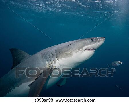 Great White Shark View Large Photo Image Stock Photo - Great White Shark. Fotosearch