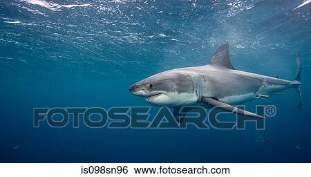 Great White Shark View Large Photo Image Stock Photograph - Great White Shark. Fotosearch