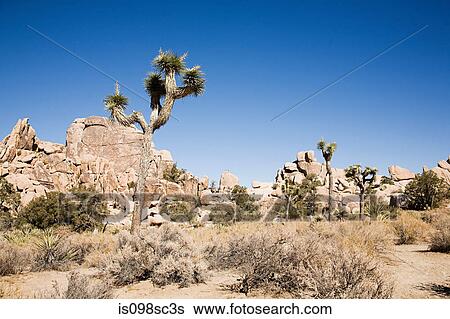 Joshua tree national park View Large Photo Image Stock Photograph - Joshua tree national park. Fotosearch