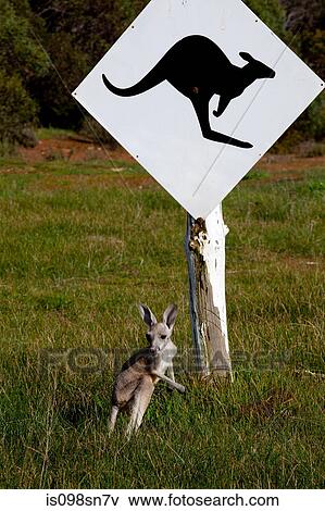 Kangaroo at wildlife park. View Large Photo Image Stock Photo - Kangaroo at wildlife park.. Fotosearch
