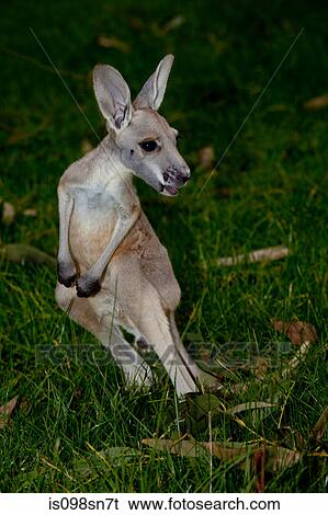 Stock Photograph - Kangaroo at wildlife park.. Fotosearch