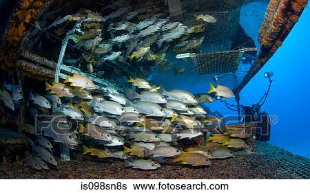 Photographer with schooling fish View Large Photo Image Stock Photograph - Photographer with schooling fish. Fotosearch