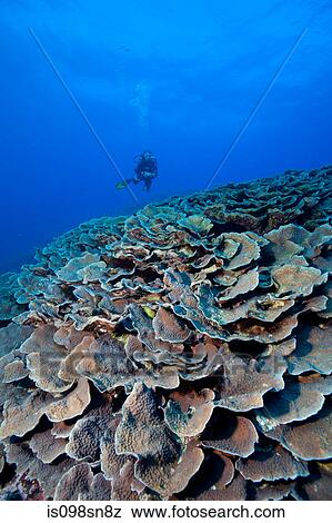 Scuba diver and coral reef View Large Photo Image Stock Photo - Scuba diver and coral reef. Fotosearch