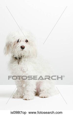 肖像画 の A 白い犬 ストックフォト 写真素材 Is098t7op Fotosearch