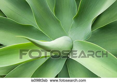 Auckland, agave, century plant, close-up View Large Photo Image Stock Image - Auckland, agave, century plant, close-up. Fotosearch
