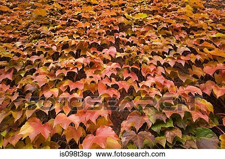 Autumn leaves View Large Photo Image Stock Photography - Autumn leaves. Fotosearch