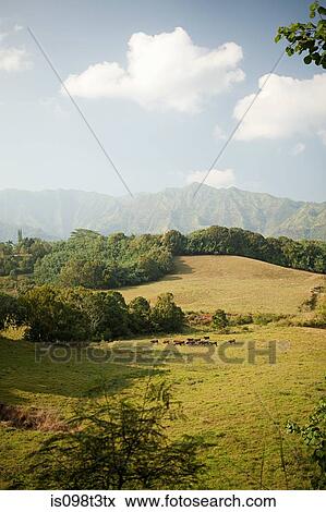 Cattle in hawaiian landscape View Large Photo Image Stock Photo - Cattle in hawaiian landscape. Fotosearch