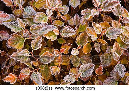 Stock Photograph - Frost on leaves of plant. Fotosearch