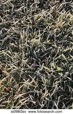 Frosty grass View Large Photo Image Stock Photo - Frosty grass. Fotosearch