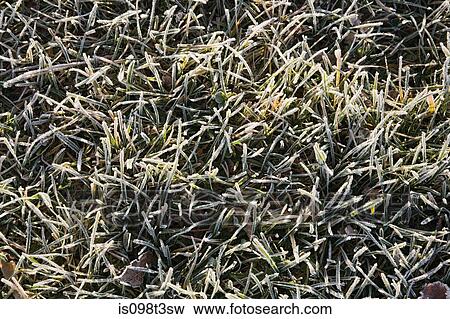 Frosty grass View Large Photo Image Stock Photo - Frosty grass. Fotosearch