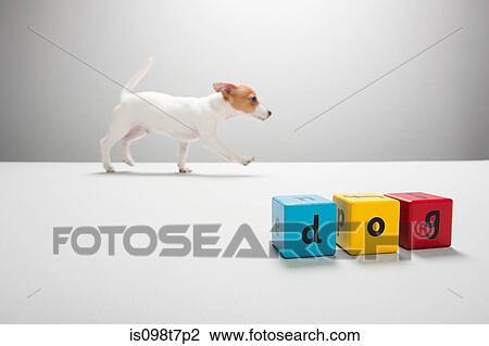 Jack russell puppy and building blocks spelling dog View Large Photo Image Stock Image - Jack russell puppy and building blocks spelling dog. Fotosearch