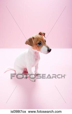Jack russell puppy View Large Photo Image Stock Photo - Jack russell puppy. Fotosearch