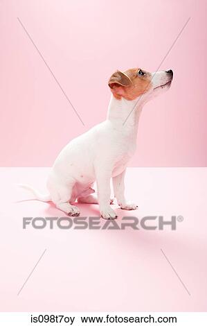 Jack russell puppy View Large Photo Image Stock Photo - Jack russell puppy. Fotosearch