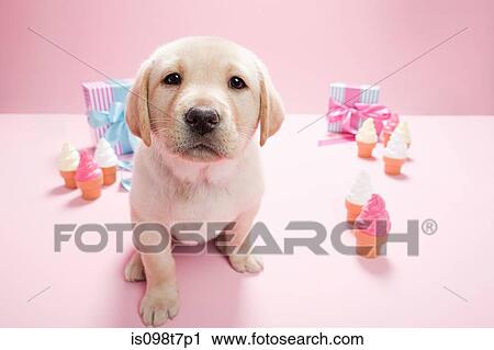 Stock Image - Labrador puppy in kennel. Fotosearch