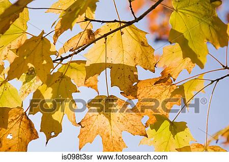 Stock Photography - Light through maple leaves. Fotosearch