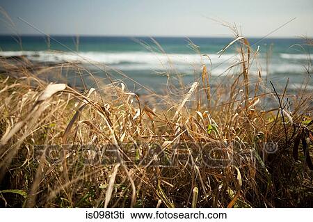 Marram grass and sea View Large Photo Image Stock Image - Marram grass and sea. Fotosearch