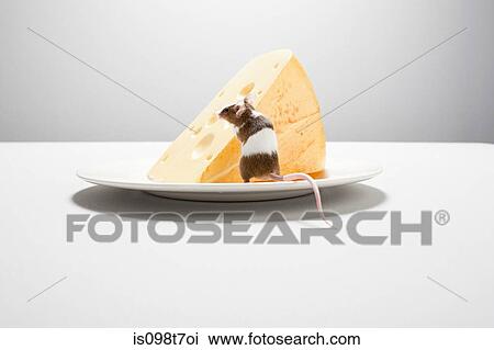 Mouse and cheese on plate View Large Photo Image Stock Image - Mouse and cheese on plate. Fotosearch