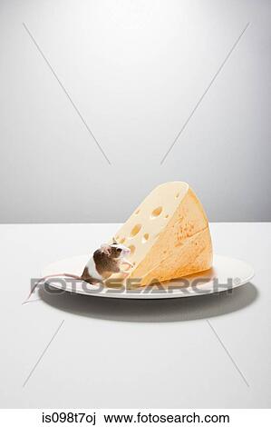 Stock Image - Mouse and cheese on plate. Fotosearch