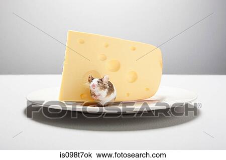 Mouse and cheese on plate View Large Photo Image Stock Image - Mouse and cheese on plate. Fotosearch