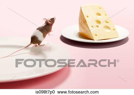 Mouse and cheese on plate View Large Photo Image Stock Image - Mouse and cheese on plate. Fotosearch