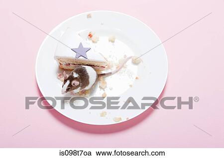 Mouse and slice of cake on plate View Large Photo Image Stock Image - Mouse and slice of cake on plate. Fotosearch