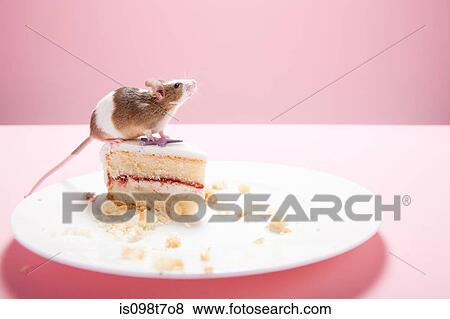Mouse and slice of cake on plate View Large Photo Image Stock Photo - Mouse and slice of cake on plate. Fotosearch