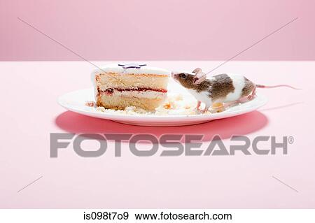 Mouse and slice of cake on plate View Large Photo Image Stock Photo - Mouse and slice of cake on plate. Fotosearch