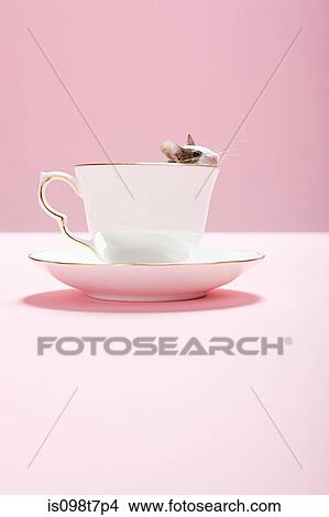 Mouse in a teacup View Large Photo Image Picture - Mouse in a teacup. Fotosearch