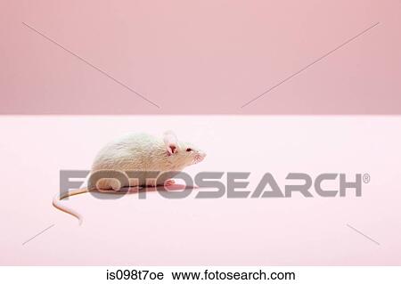 Mouse View Large Photo Image Stock Image - Mouse. Fotosearch