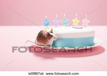 Mouse with party cake View Large Photo Image Stock Image - Mouse with party cake. Fotosearch