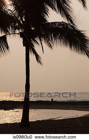 Stock Image - Palm tree and person on beach at sunset. Fotosearch